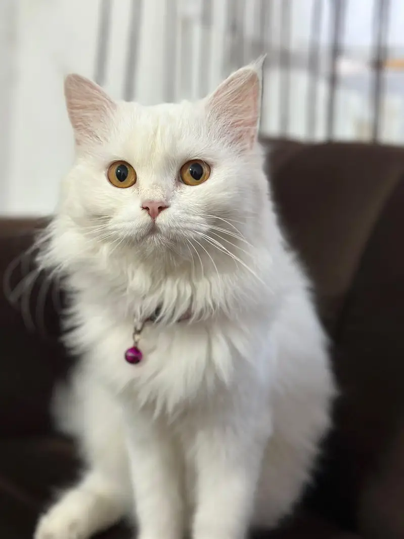 Persia cat 5 months — photo 4