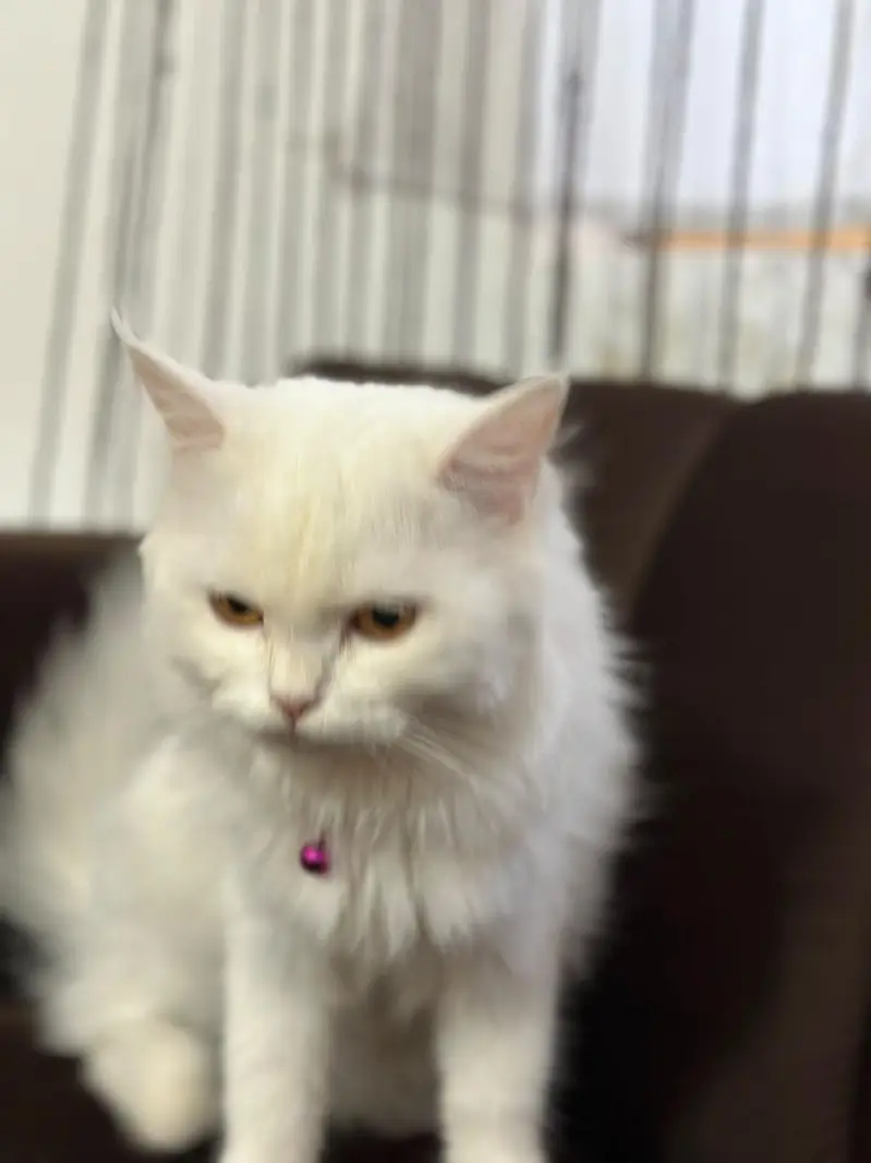 Persia cat 5 months — photo 5