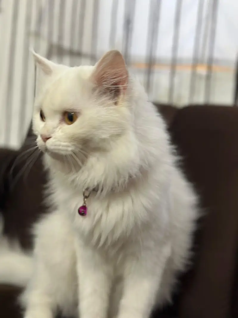 Persia cat 5 months — photo 6