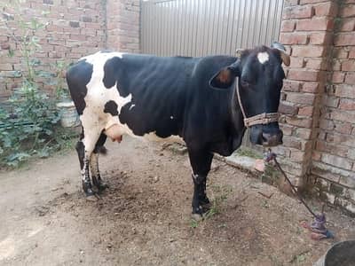 COW (Holstein-Friesian cross)
