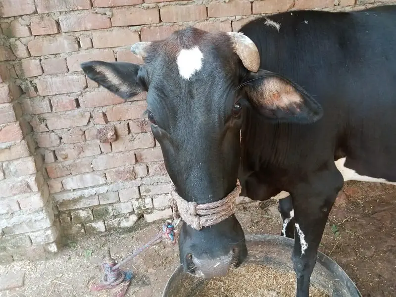 COW (Holstein-Friesian cross) — photo 2