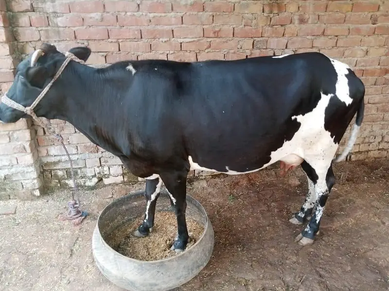 COW (Holstein-Friesian cross) — photo 3