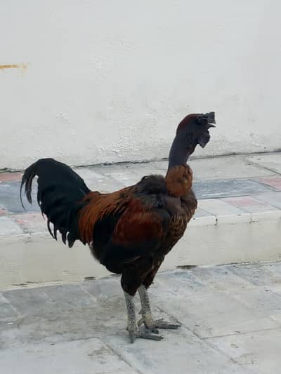 2 male