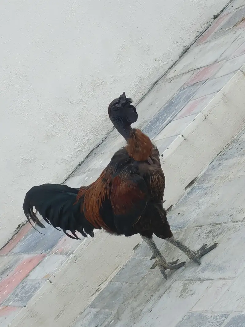pure breed welati karaknat male imported bloodline premium quality — photo 2