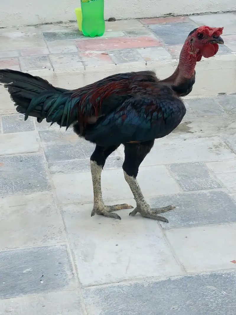 pure breed welati karaknat male imported bloodline premium quality — photo 3