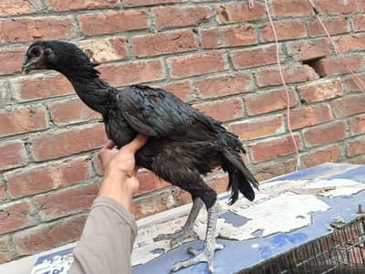 aseel thai dragon female for sale big heighted