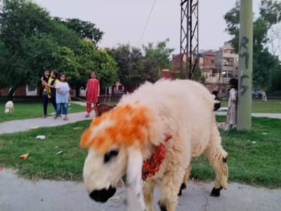 Jaceba abadi desi dumba