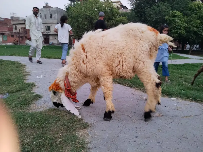Jaceba abadi desi dumba — photo 5