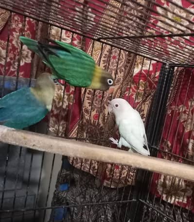 Lovebirds Healthy and Active