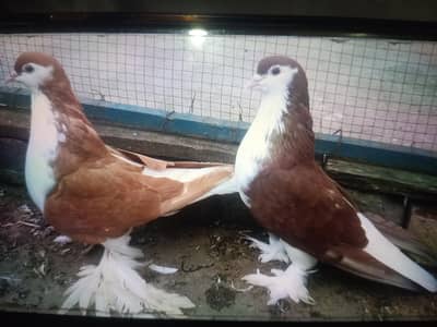 Breeder03331722944