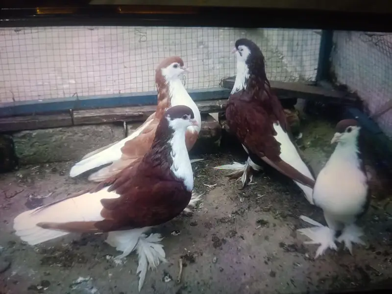 Breeder03331722944 — photo 3