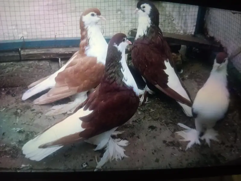 Breeder03331722944 — photo 5