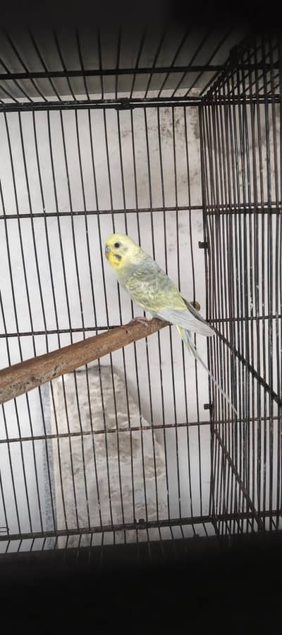 Rainbow Budgie Male & 4 portion folding cage for birds