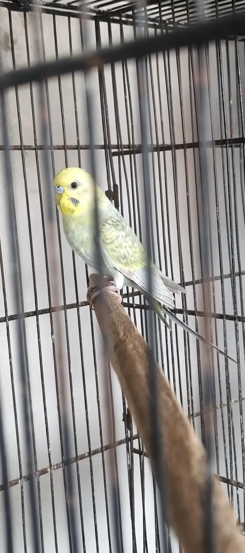 Rainbow Budgie Male & 4 portion folding cage for birds — photo 2