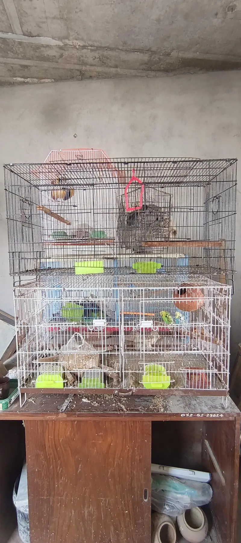 Rainbow Budgie Male & 4 portion folding cage for birds — photo 3