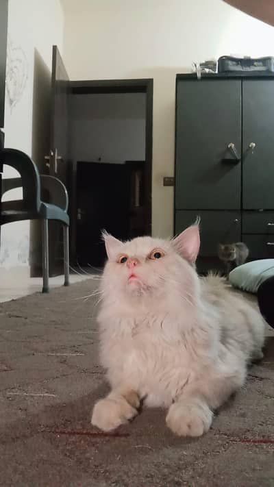 Persian cats, breeders