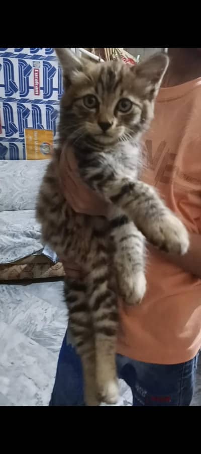 Siberian kitten for sale