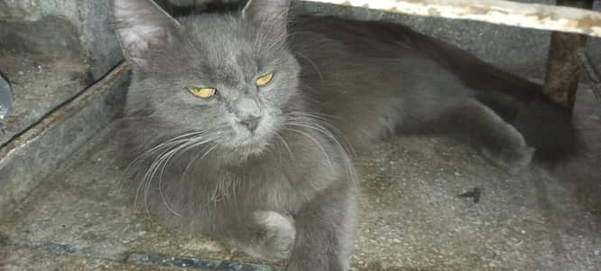 cats White and gray colour