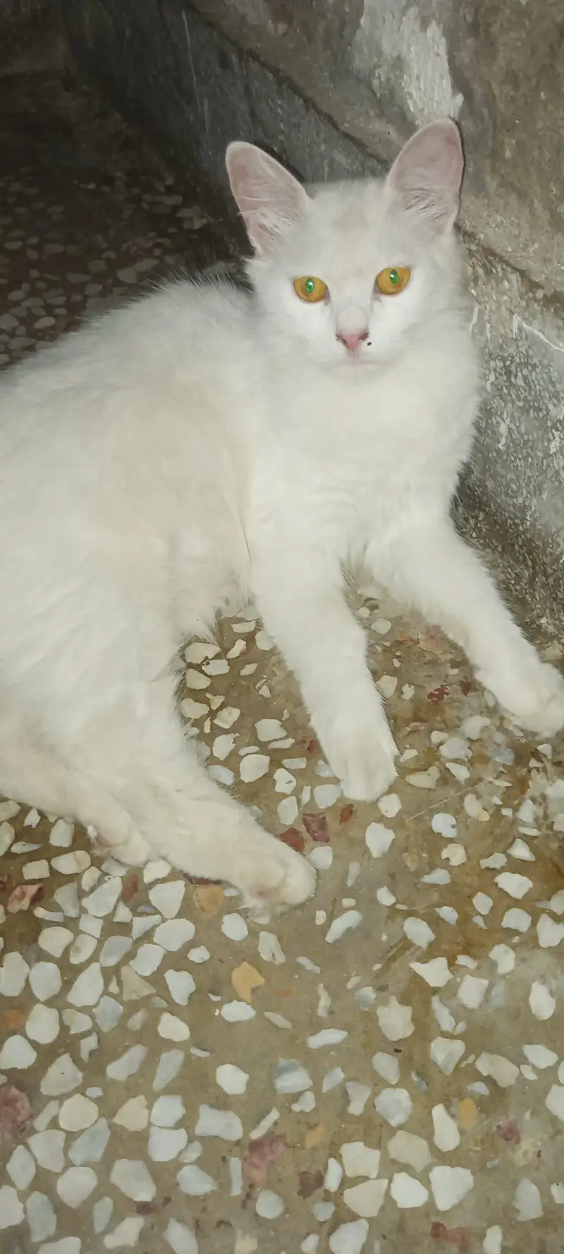 cats White and gray colour — photo 2