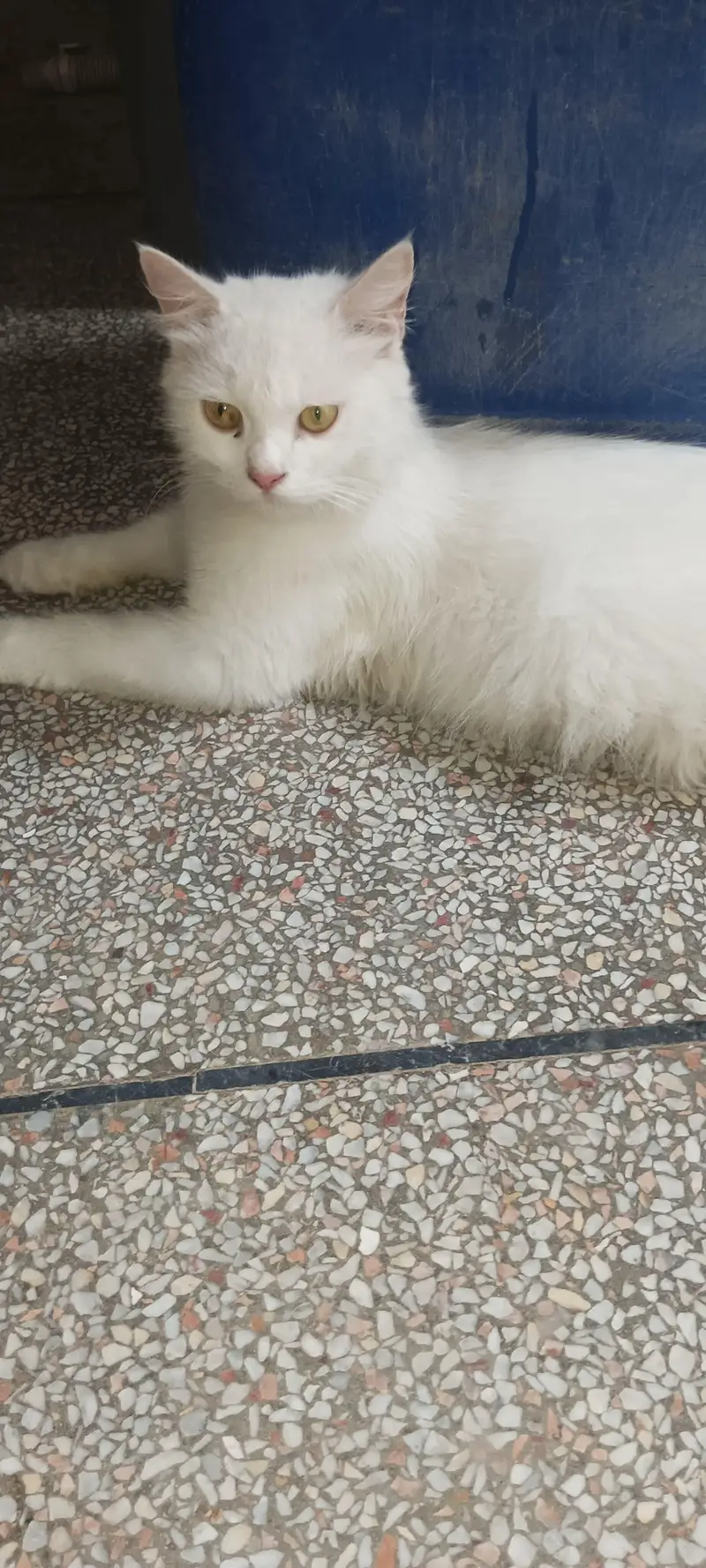 cats White and gray colour — photo 3