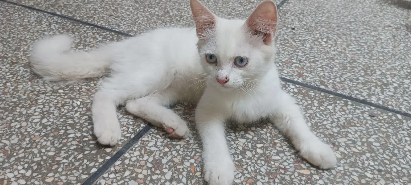 cats White and gray colour — photo 4