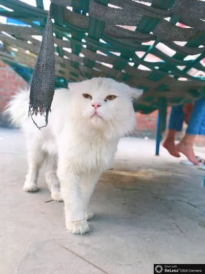 Persian cat for sale