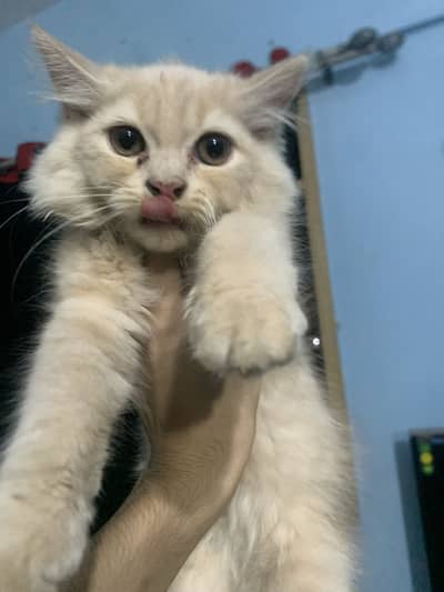 Persian kitten