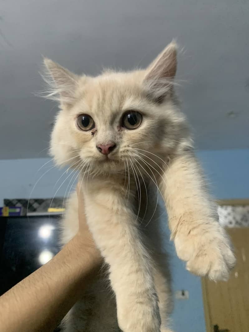 Persian kitten 1