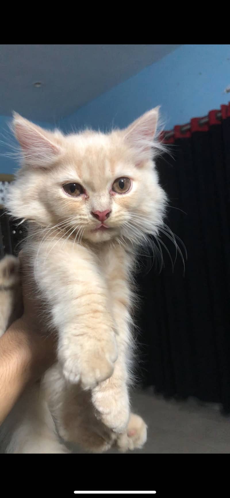 Persian kitten 2