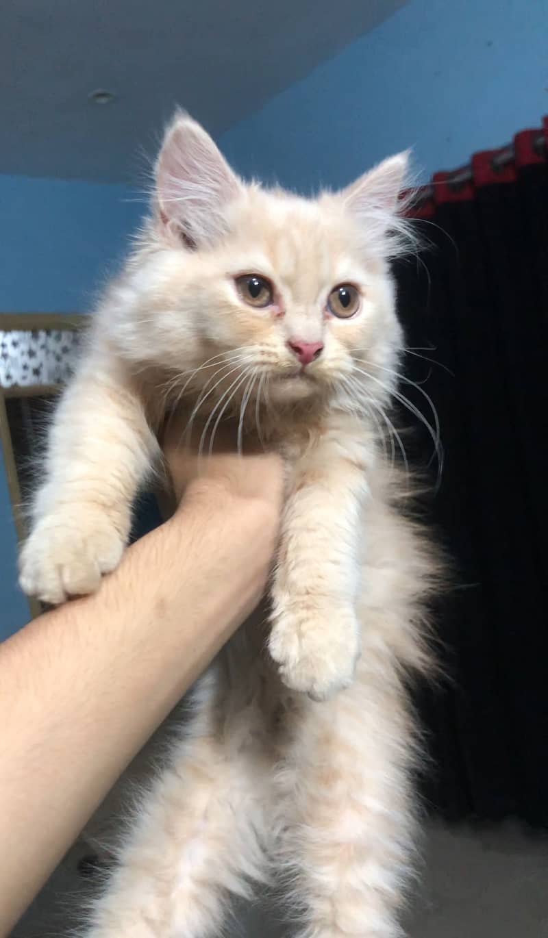 Persian kitten 3