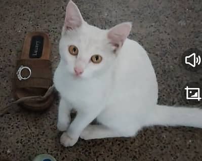 urgent persian female cat for sale in reasonable price