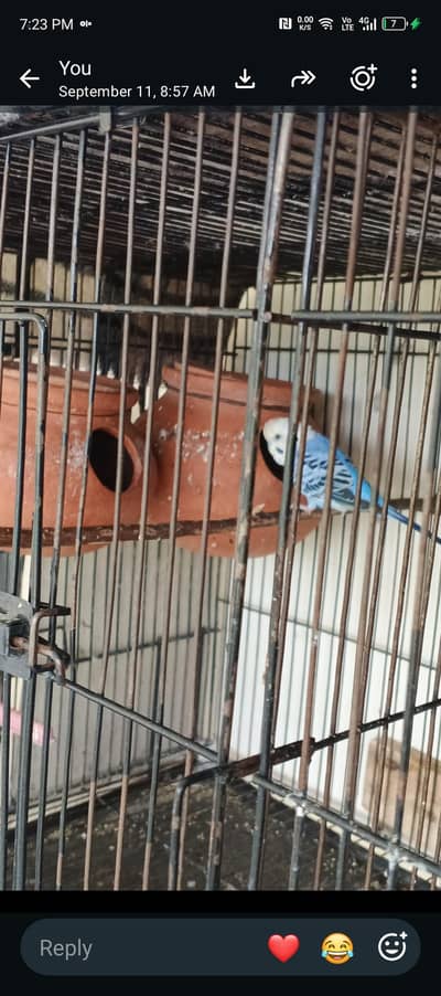 Quality Australian Budgies Breeder pair guaranteed (Urgent sale))