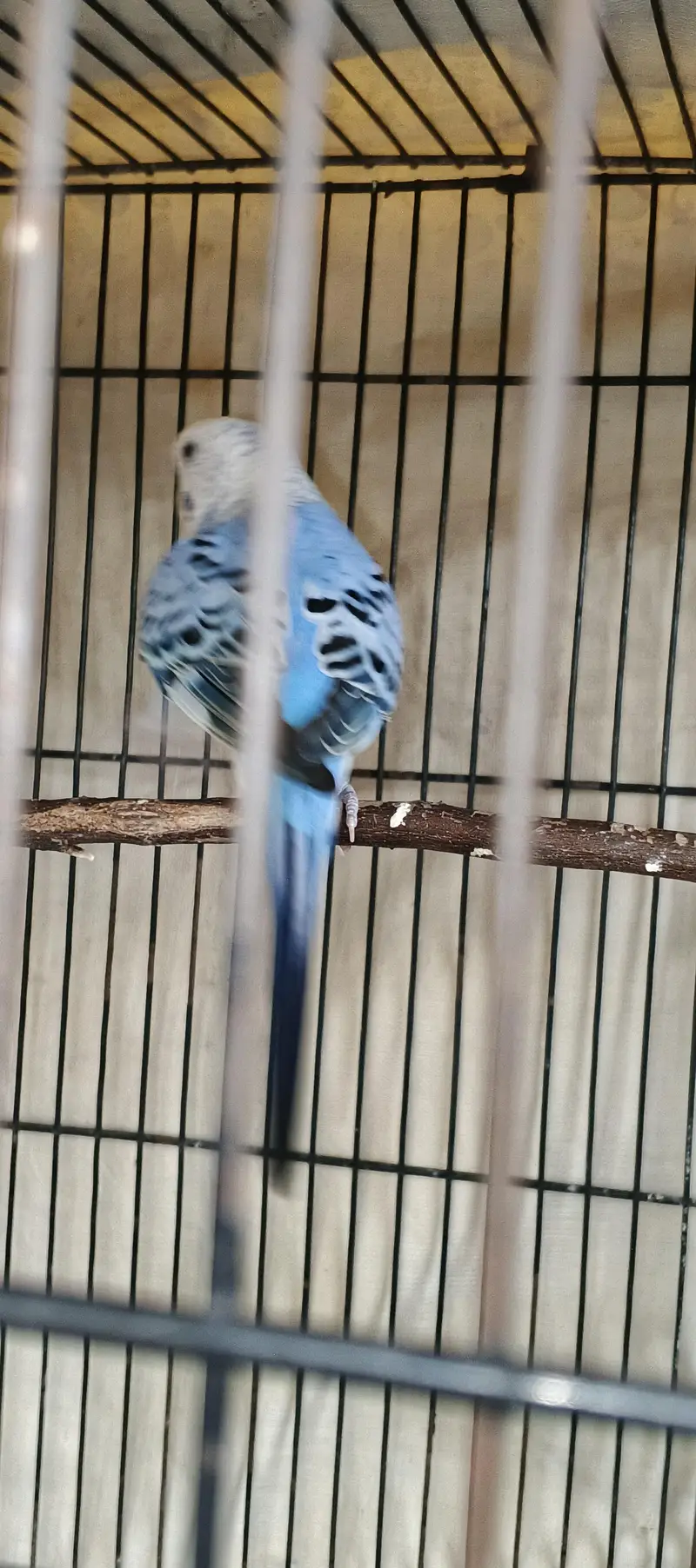 Quality Australian Budgies Breeder pair guaranteed (Urgent sale)) — photo 2