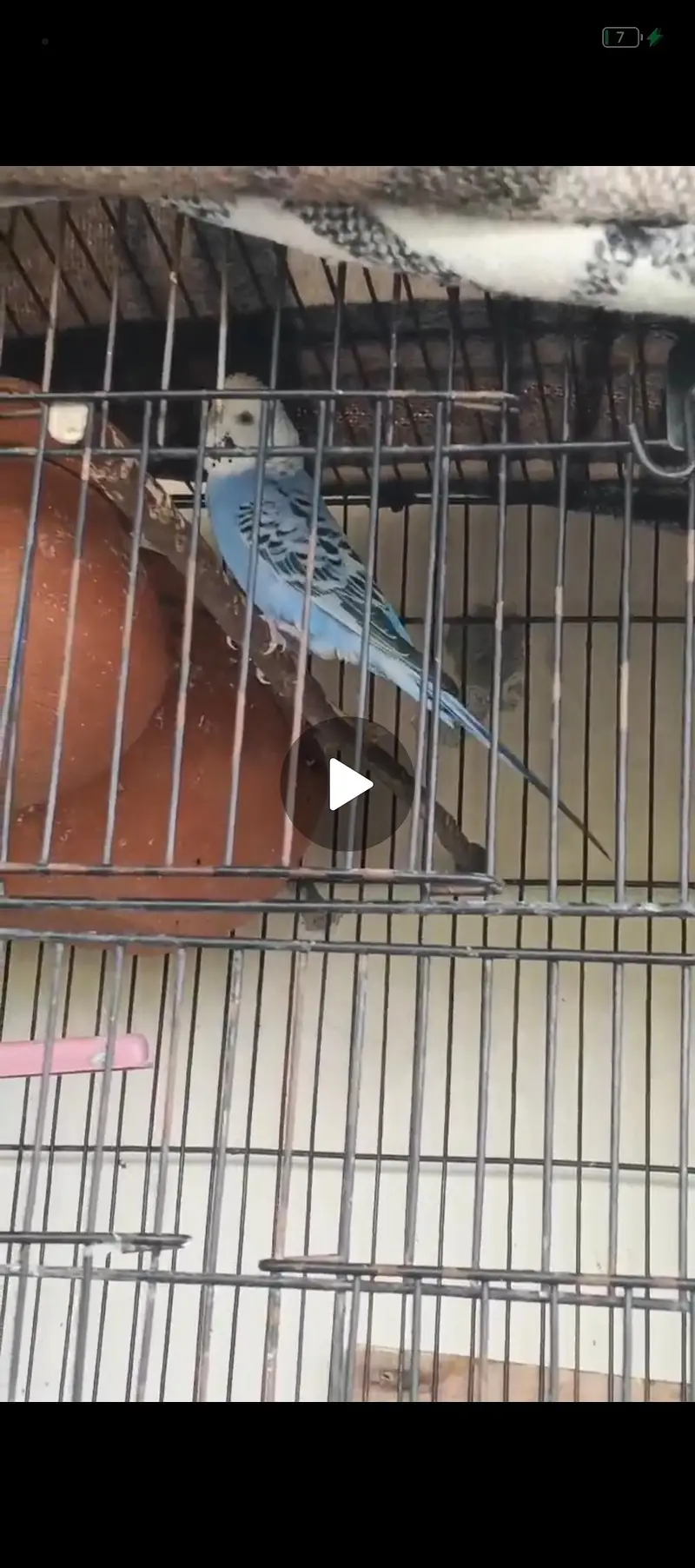 Quality Australian Budgies Breeder pair guaranteed (Urgent sale)) — photo 3