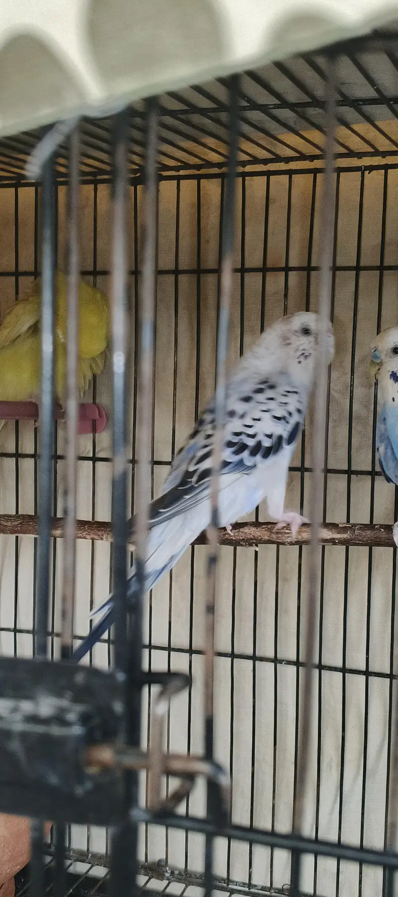 Quality Australian Budgies Breeder pair guaranteed (Urgent sale)) — photo 4