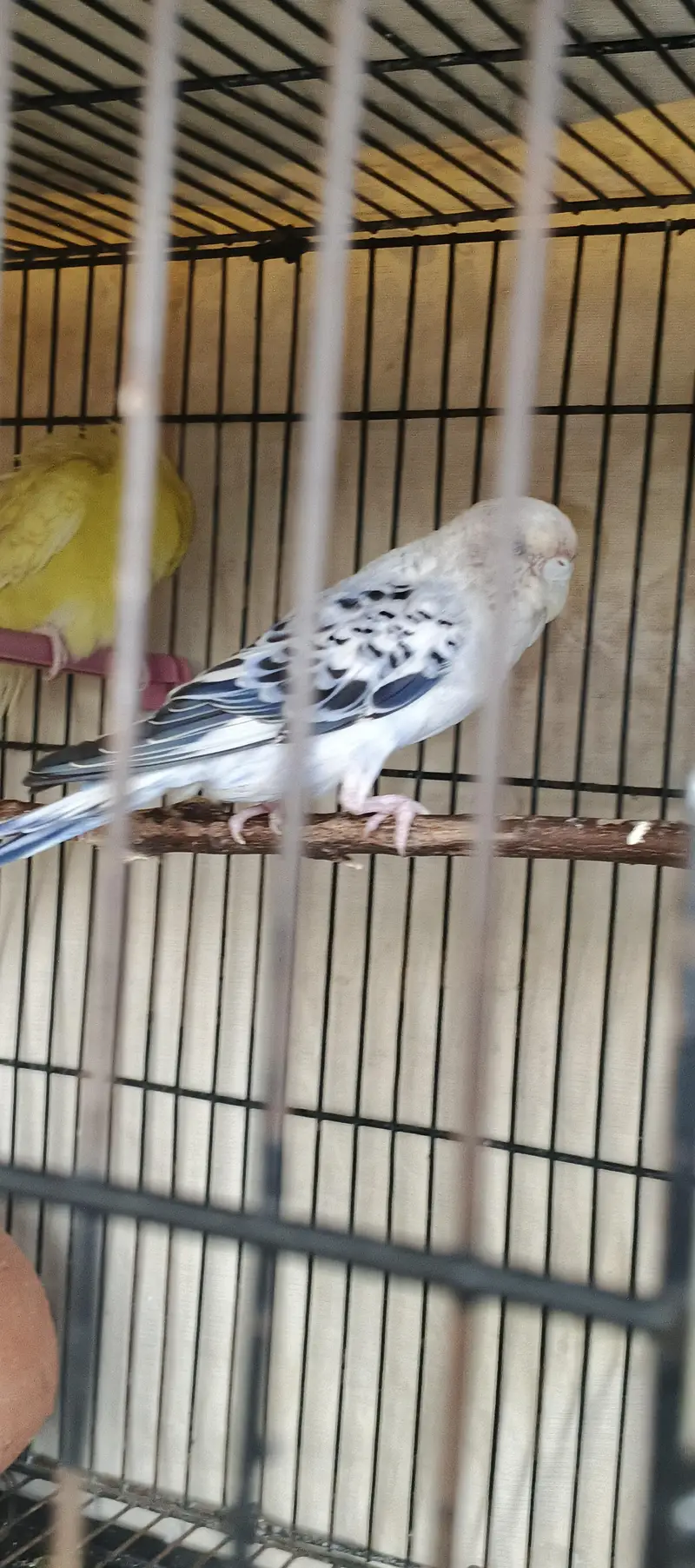 Quality Australian Budgies Breeder pair guaranteed (Urgent sale)) — photo 5