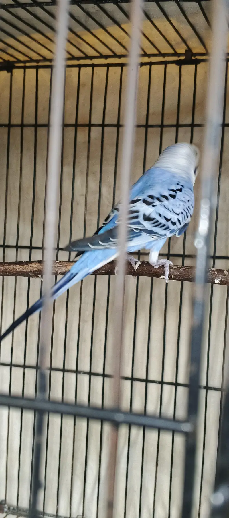 Quality Australian Budgies Breeder pair guaranteed (Urgent sale)) — photo 6
