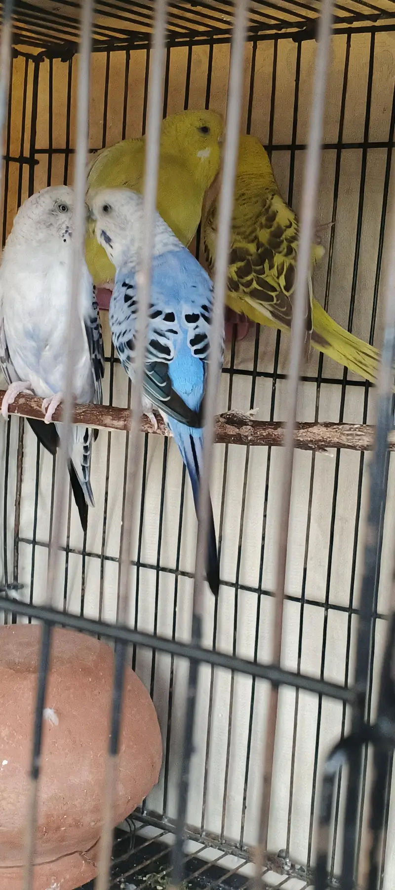 Quality Australian Budgies Breeder pair guaranteed (Urgent sale)) — photo 7