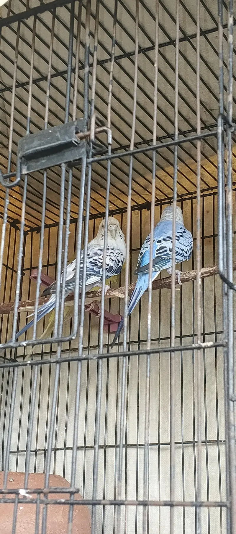 Quality Australian Budgies Breeder pair guaranteed (Urgent sale)) — photo 8