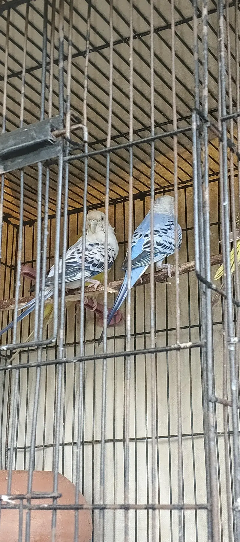 Quality Australian Budgies Breeder pair guaranteed (Urgent sale)) — photo 9