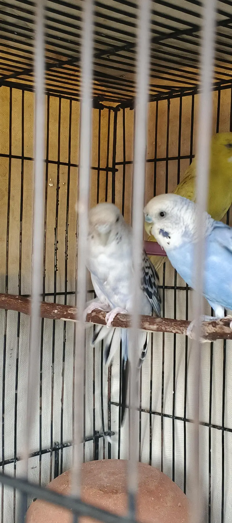 Quality Australian Budgies Breeder pair guaranteed (Urgent sale)) — photo 10
