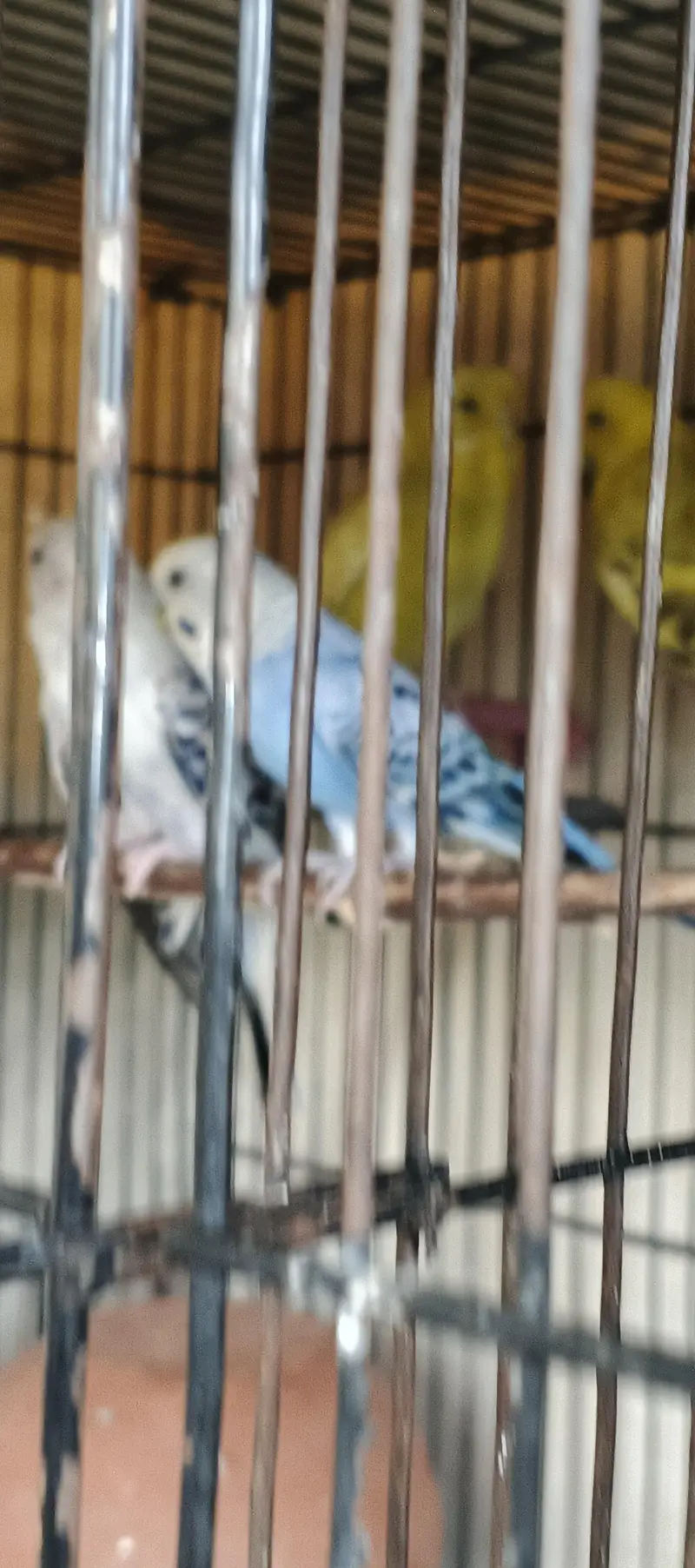 Quality Australian Budgies Breeder pair guaranteed (Urgent sale)) — photo 11