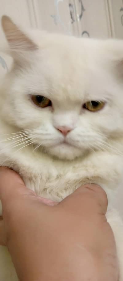 Persian female