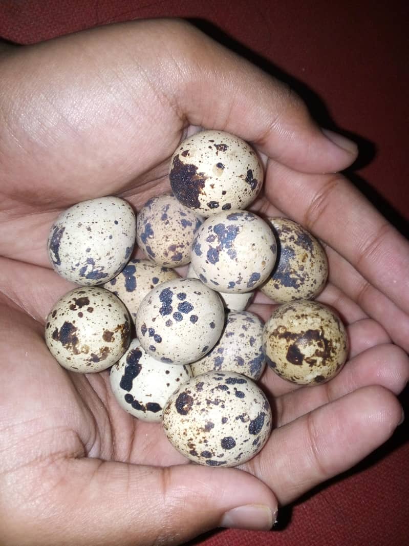 Batair eggs 0