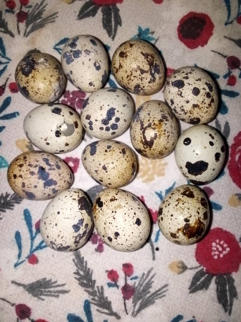 Batair eggs 1