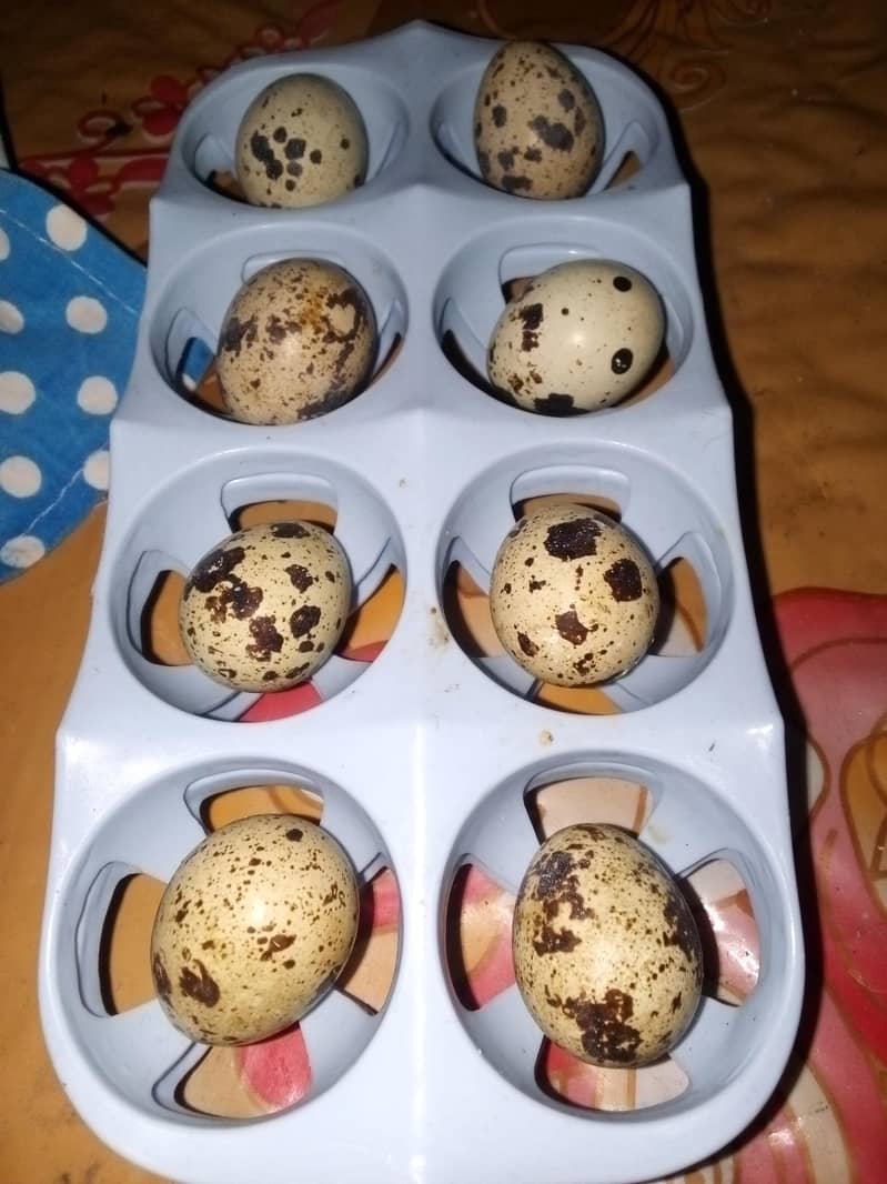 Batair eggs 2