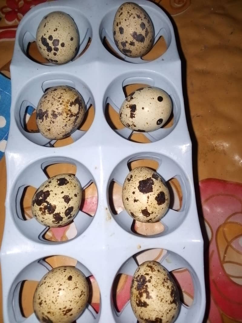 Batair eggs 3