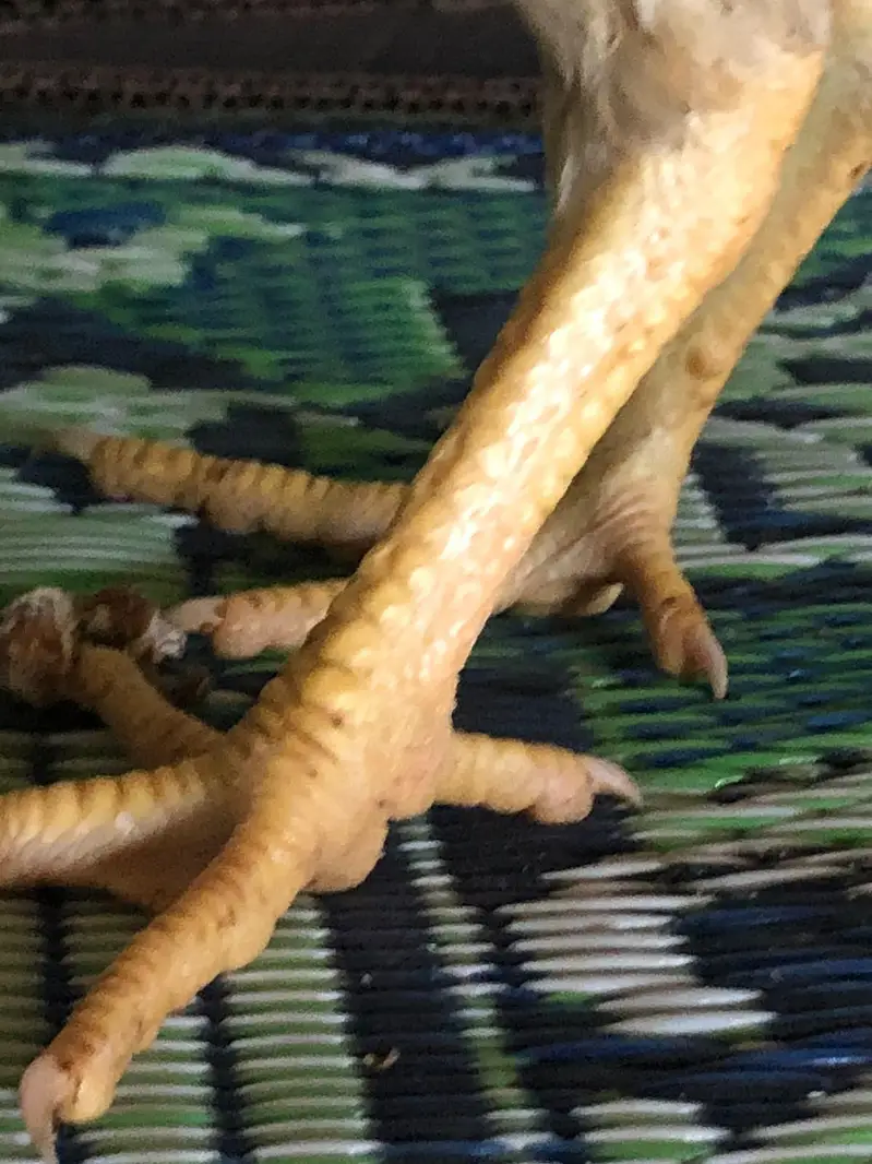Desi and farmi murgay for sale full active — photo 8