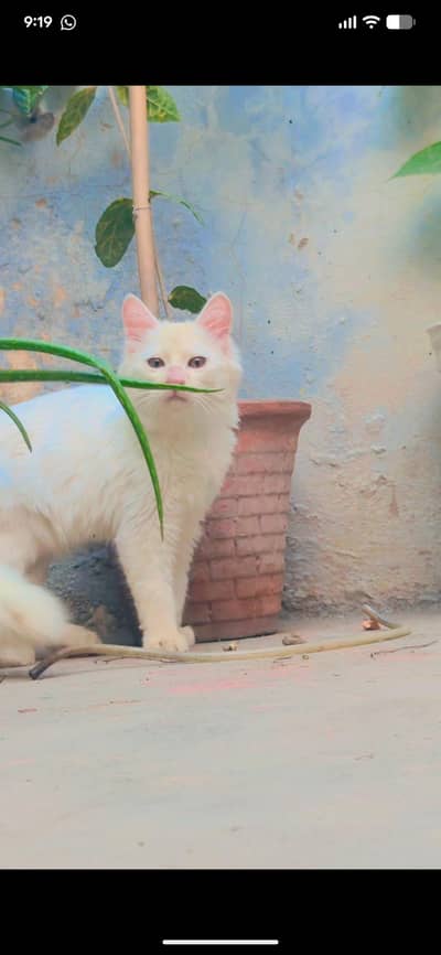 cat white color