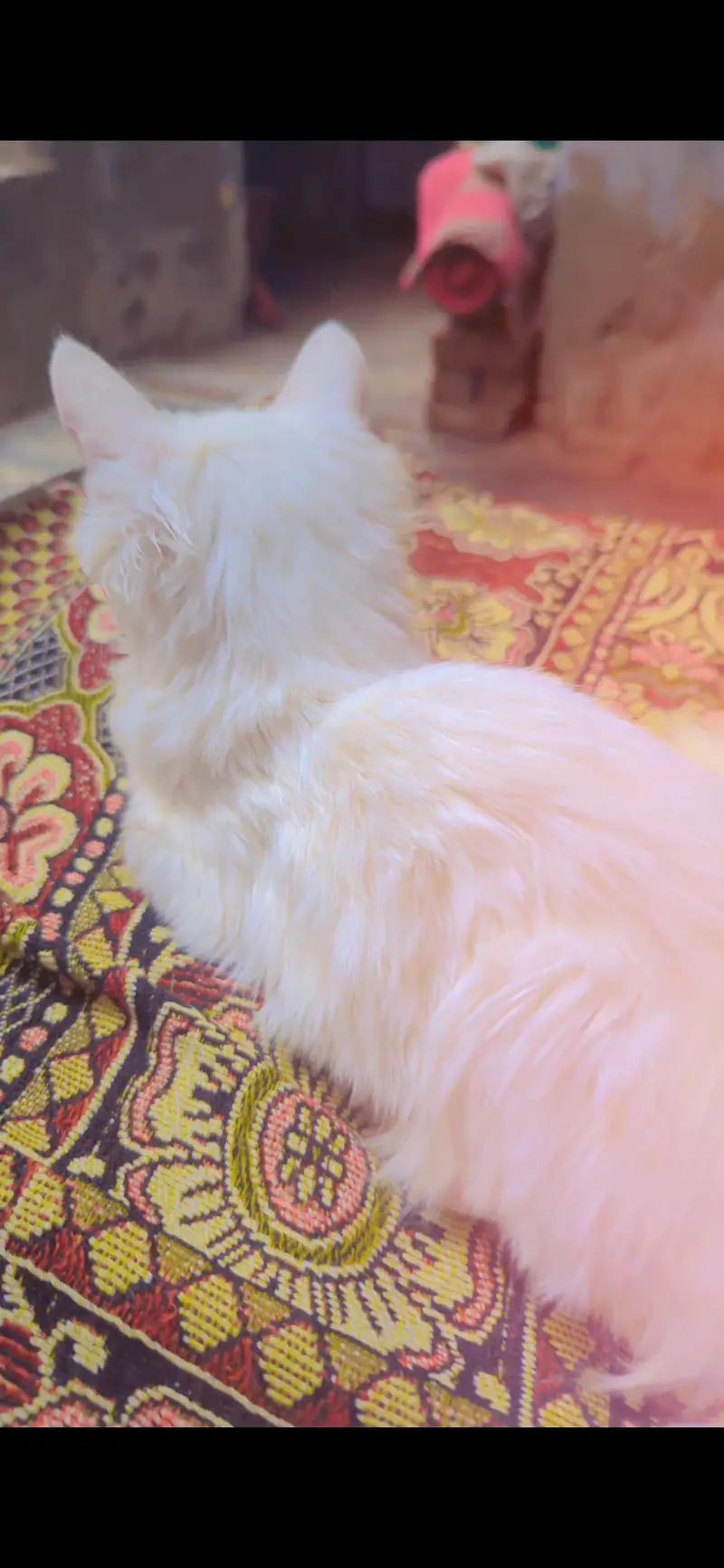 cat white color — photo 2